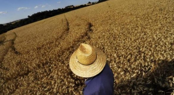 Reajuste no preço mínimo do trigo é insuficiente para sanar crise no setor