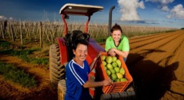 Plano Safra da Agricultura Familiar terá R$ 28,9 bilhões para pequeno produtor