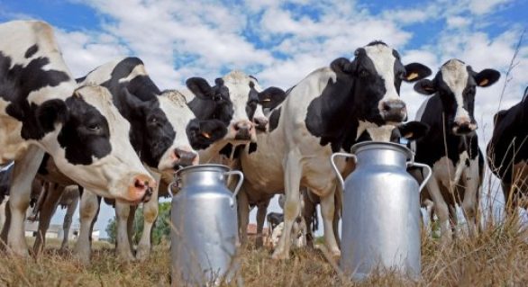 Proleite incentiva a competitividade do setor leiteiro de Alagoas