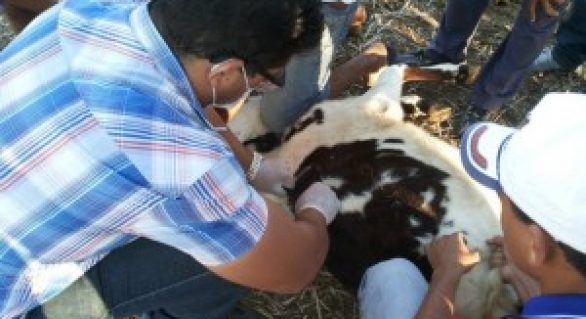 Adeal promove vacinação contra brucelose, nesta terça, em Minador