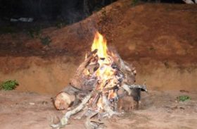 Árvores nativas não podem ser cortadas para fazer fogueiras juninas