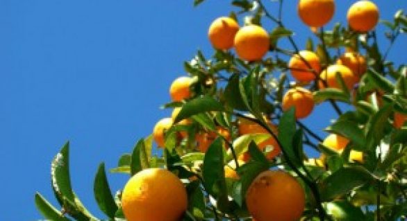 Clima mais quente aquece demanda por laranja