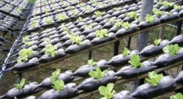 Hidroponia utiliza até 90% menos água no cultivo de hortaliças