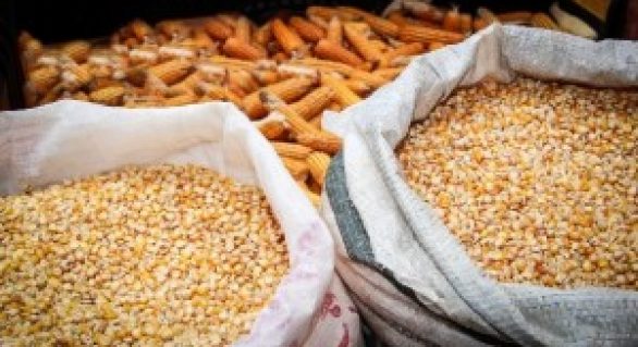 Produtores rurais de Viçosa recebem 15 mil kg de sementes nesta segunda