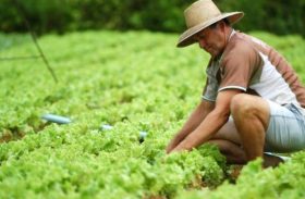 Governo inicia elaboração do Plano de Agricultura de Baixo Carbono