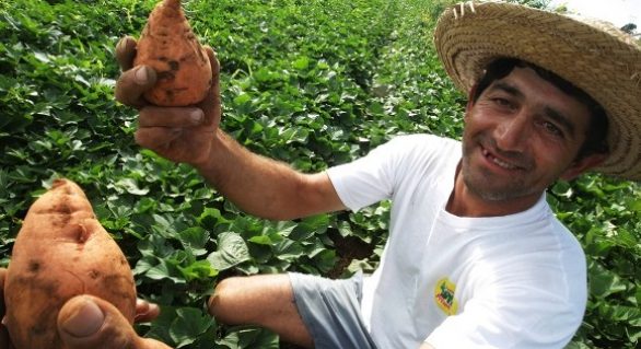 Programa destina R$ 440 mil para agricultura familiar em Taquarana