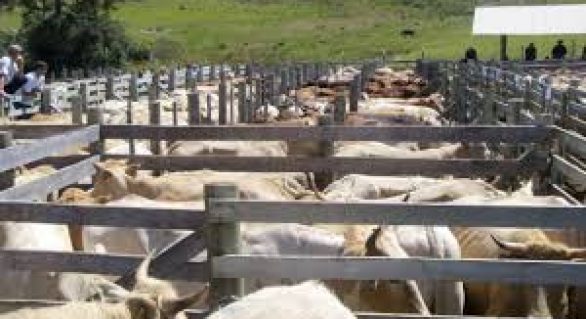 Brasil atinge recorde de 215,2 milhões de cabeças de gado