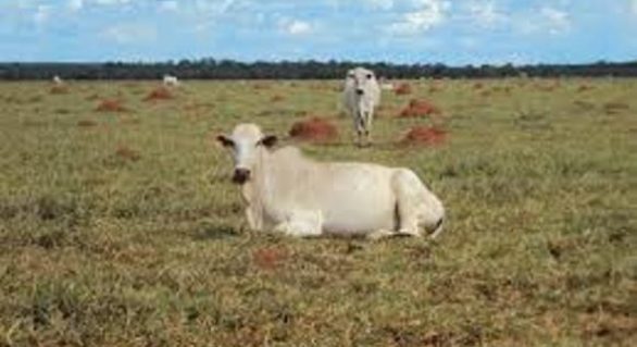 Ministério busca novos mercados para a venda de gado vivo