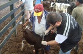 Adeal vacina bezerras contra brucelose, em Minador do Negrão