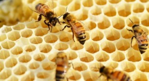 Mel e Derivados: Câmara setorial vai estimular a apicultura e organizar o setor