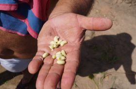 Barriga Cheia ocupa áreas ociosas e garante alimento para o agricultor familiar