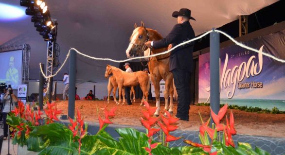 3º Alagoas Quarter Horse traz genética comprovada