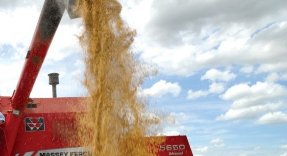 Governo realiza pregão para compra de sementes de arroz nesta quarta-feira