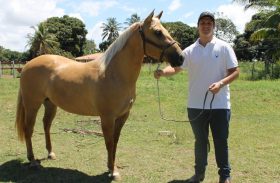 Alagoas Quarter Horse disponibiliza coberturas de grandes sucessos de Vaquejada