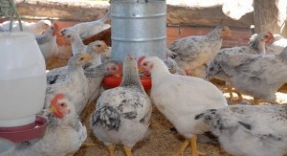 Adeal realiza inquérito soroepidemiológico para influenza aviaria