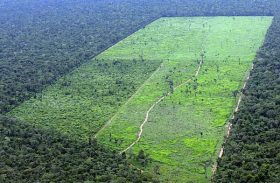 IBGE verifica queda superior a 2,5% no desmatamento florestal em 5 anos