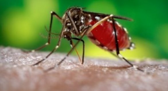 Laboratório identifica 12 casos de Febre do Chikungunya em AL