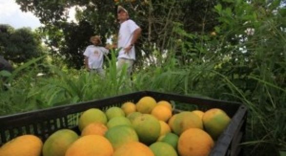 Produtores orgânicos de APL comercializam frutas em praça de Maceió