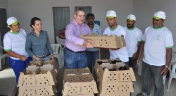 Governo de Alagoas incentiva a avicultura familiar como atividade comercial