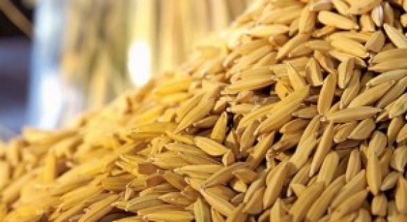 Governo distribui mais 200 toneladas de sementes de arroz nesta quinta-feira