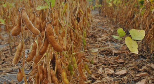 Cultura da soja fortalece a rota de exportação agrícola de Alagoas