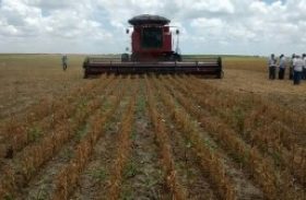 Porto Calvo tem a 2ª fazenda em Alagoas a exportar soja para outros países
