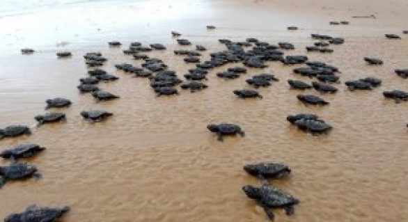 Começa temporada de desova das tartarugas marinhas no litoral alagoano