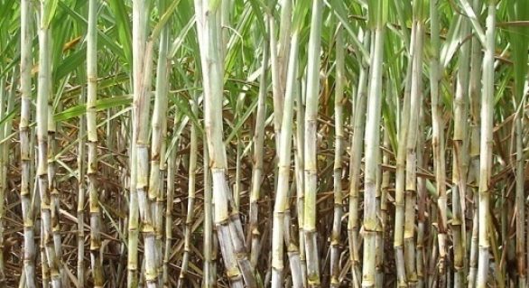 PMGCA libera duas novas variedades RB de cana-de-açúcar