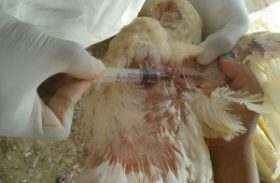 Adeal realiza inquérito soroepidemiológico de aves