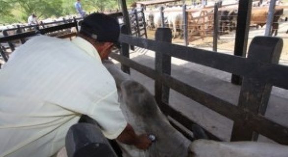 Adeal realiza vacinação assistida contra aftosa no município de Flexeiras
