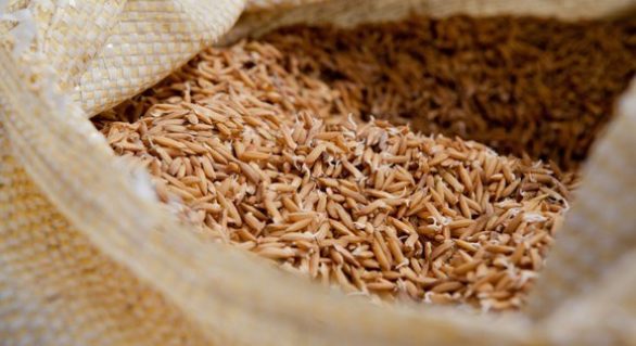Produtores do Baixo S. Francisco recebem 400 toneladas de sementes de arroz