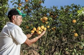 APL Fruticultura no Vale do Mundaú faz balanço das ações realizadas este ano
