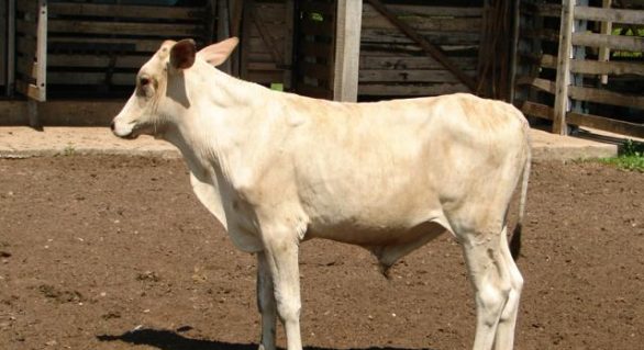 Pesquisa desenvolve bovino tropical com desempenho superior