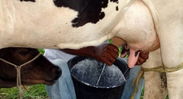 Programa do leite volta a “perder” produtores por atraso de pagamento