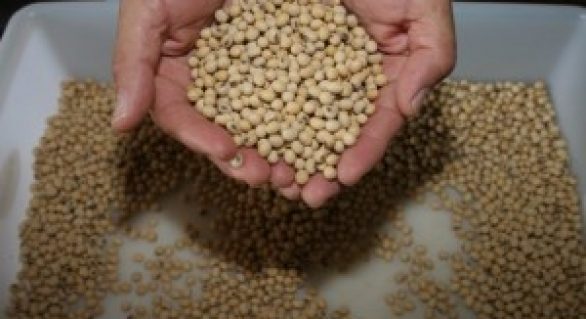 Aberto edital de distribuição de sementes para grupos de agricultura familiar