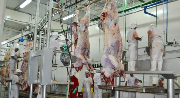 FrigoVale abate mais de 50 bovinos no primeiro dia de funcionamento
