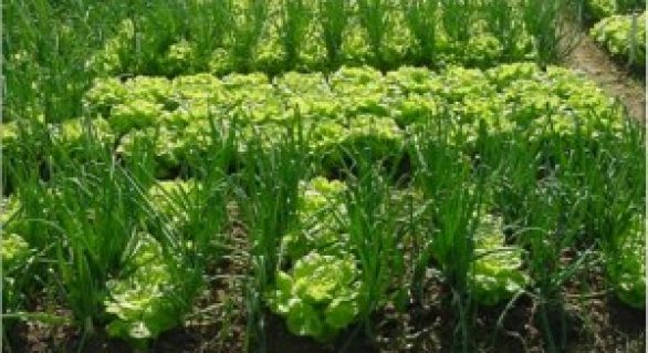 Projeto incentiva plantio de hortaliças orgânicas na Pindorama