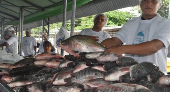 Feira do Peixe Vivo começou nesta quarta-feira (23) no Parque da Pecuária