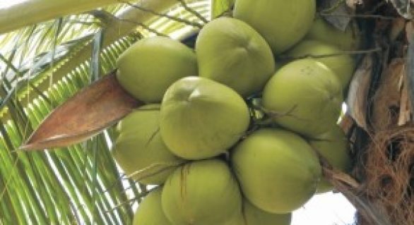 Fórum da Sefaz discute recuperação do segmento do coco em Alagoas