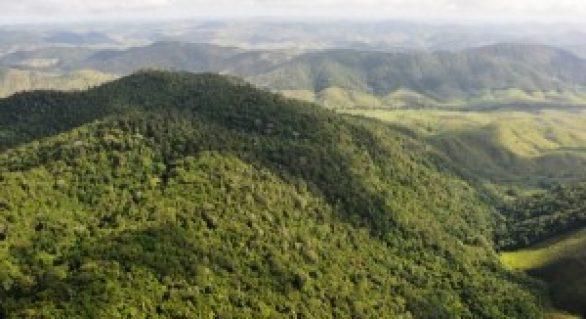 Inventário Nacional fará mapeamento de floresta alagoana