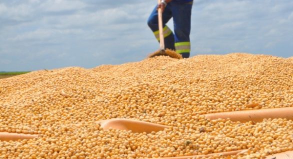 Seminário aborda vantagens da produção de milho e soja em Alagoas