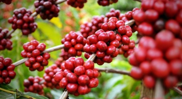 Estado vai distribuir 10 mil mudas de café para agricultores familiares