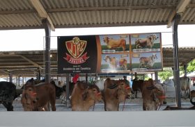 Agropecuária Pereira investe em genética melhoradora no gado leiteiro