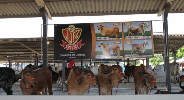 Agropecuária Pereira investe em genética melhoradora no gado leiteiro