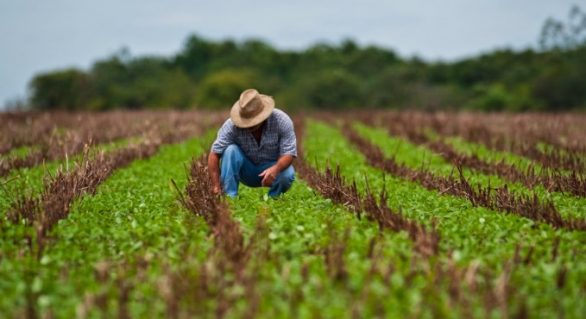 Plano Safra destinará R$ 202,88 bilhões para produtores rurais