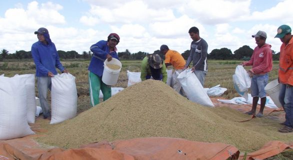 Safra verão de arroz do Perímetro Irrigado do Itiúba aumenta em produção e produtividade