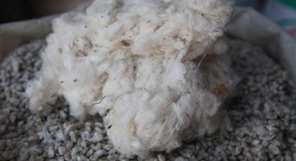 Seagri entrega 2 mil kg de sementes de algodão no sertão