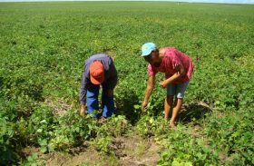 Agricultores realizam colheita do Programa Barriga Cheia em Campo Alegre