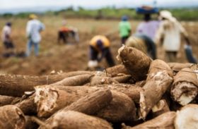 Produtores de mandioca conseguem lucro de 35% na venda da tonelada da raiz