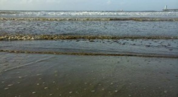 Mancha escura na praia do Sobral é causada por floração de microalgas